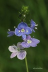 Gamander-Ehrenpreis (Veronica chamaedrys)